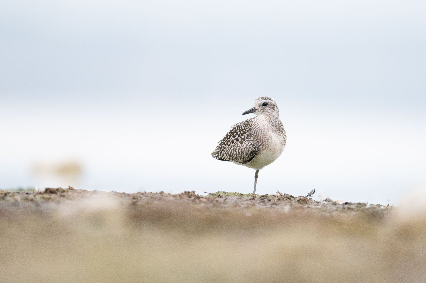 Pivieressa (Pluvialis squatarola)